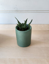 Load image into Gallery viewer, Cylinder Planter- 3&quot; 5&quot; 7&quot; Emerald Coast
